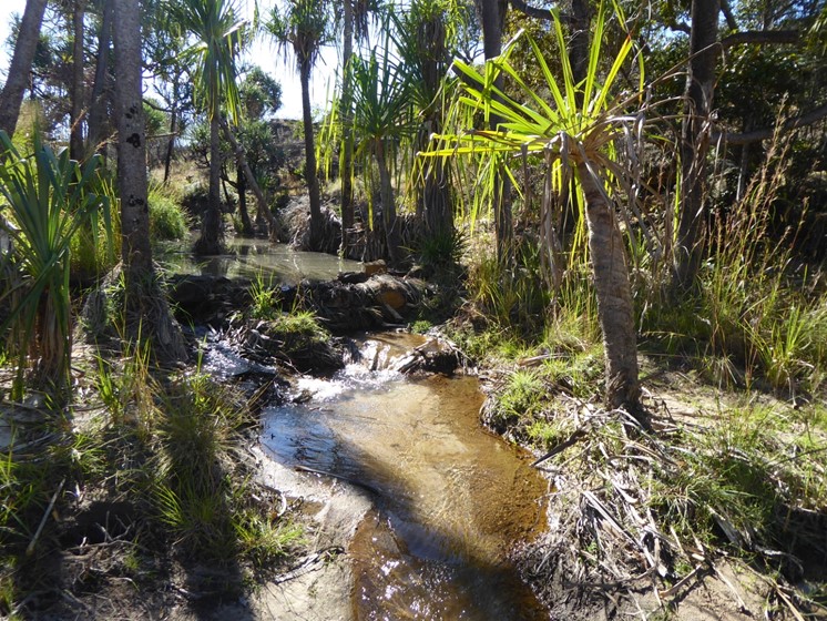 randonnée en foret tropicale