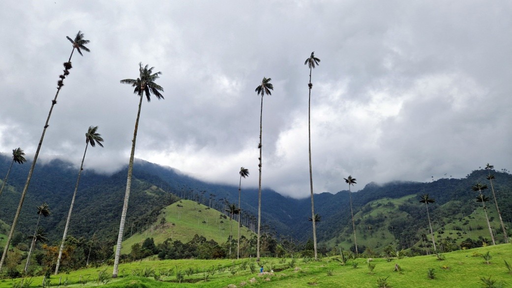 palmiers de Cocora palmiers de Cocora