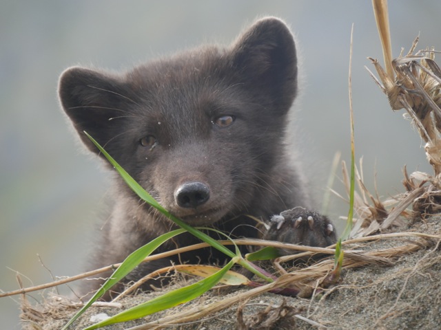 Ours de Sibérie