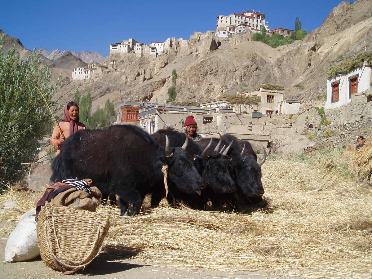 Zanskar 2010 (138)