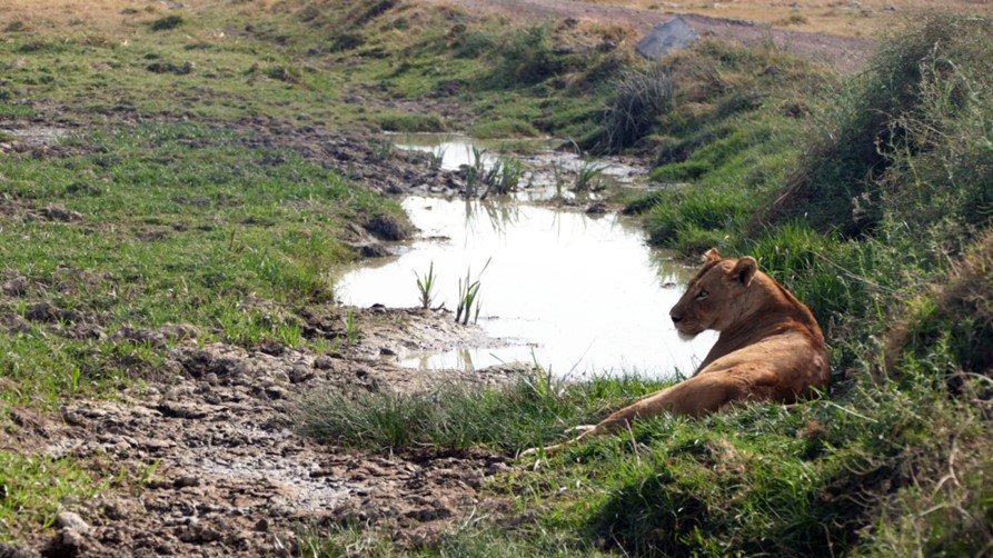 tanzanie1.jpg